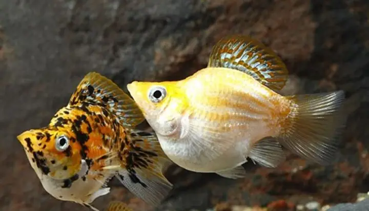 Bể Cá Cần Có Bộ Lọc Đủ Mạnh Bể Cá Cần Có Bộ Lọc Đủ Mạnh