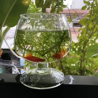 Bình Vây Ấp Trứng Cá: Cấu Tạo Và Nguyên Lý Hoạt Động