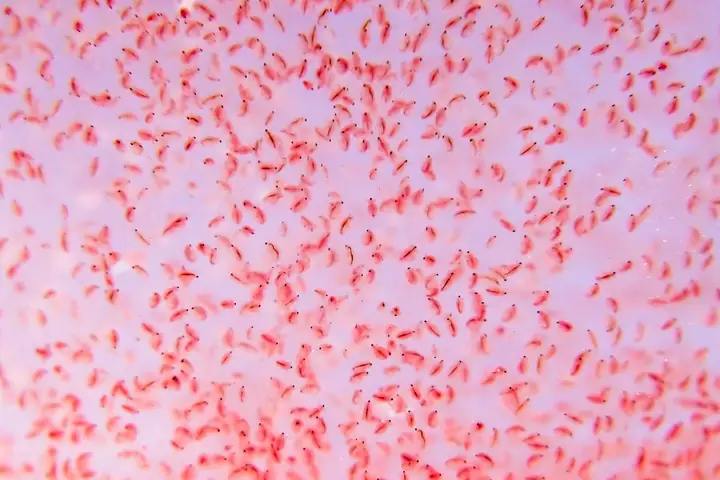 Kỹ Thuật Nuôi Bobo Làm Thức Ăn Cho Cá Cảnh Kỹ Thuật Nuôi Bobo Làm Thức Ăn Cho Cá Cảnh