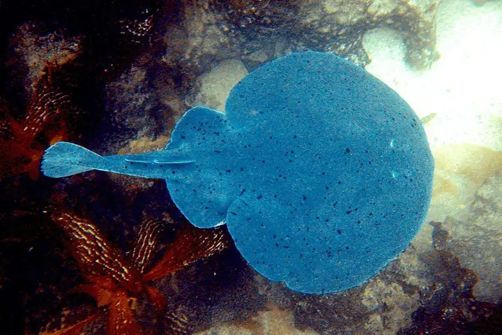 Cá Đuối Điện Đuôi Ngắn