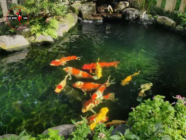 Tìm Hiểu Về Thùng Lọc Hồ Cá Koi Là Gì?