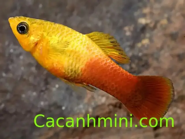 Bọ Nước Trong Bể Cá: Nguyên Nhân, Tác Hại Và Cách Xử Lý Hiệu Quả