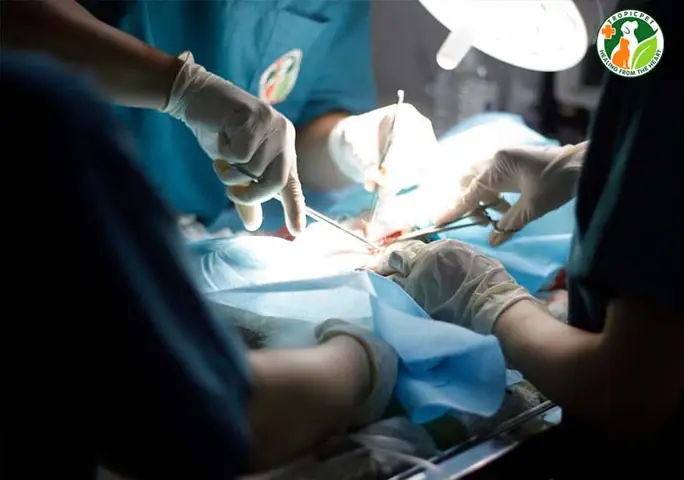 Đưa Chó Đến Bệnh Viện Thú Y