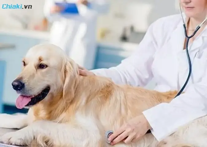 4một Số Lưu Ý Quan Trọng Khi Bổ Sung Sắt Cho Chó Mèo Tại Nhà 4một Số Lưu Ý Quan Trọng Khi Bổ Sung Sắt Cho Chó Mèo Tại Nhà