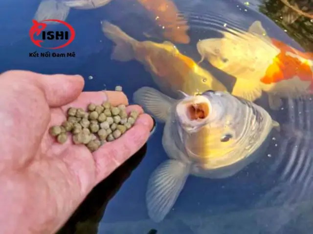 Các Phương Pháp Bổ Sung Vitamin Cho Cá Koi