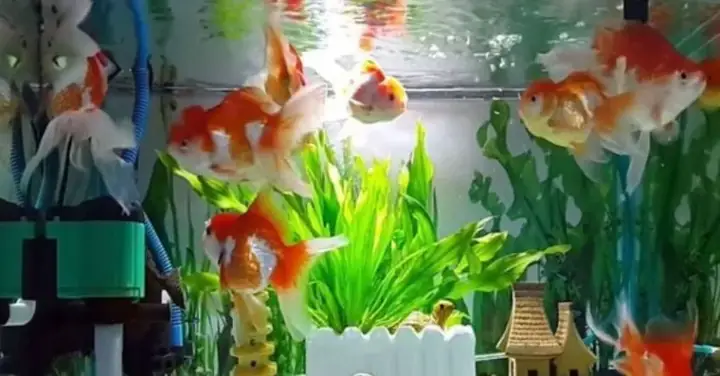 Máy Bơm Chìm Hồ Cá 220v Là Gì?