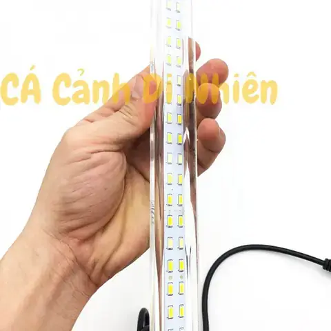 Tại Sao Nên Sử Dụng Bóng Đèn Led Cho Bể Cá?