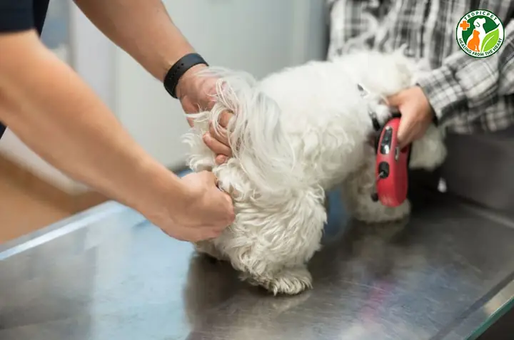 Có Nên Vắt Tuyến Hôi Của Chó Không?