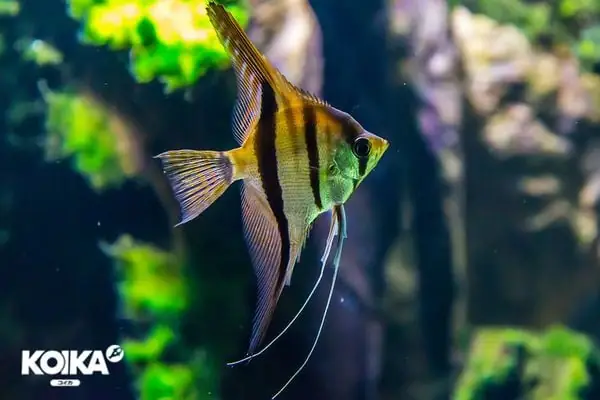 Tác Dụng Của Vi Sinh Cho Bể Cá Cảnh Người Nuôi Cần Biết