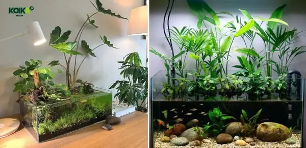 Men Vi Sinh Cho Bể Cá, Vi Sinh Làm Trong Nước Hồ Cá