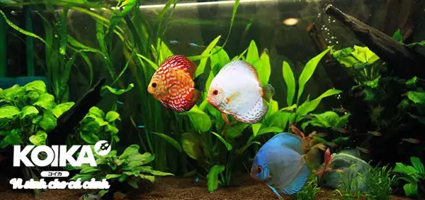 Men Vi Sinh Dạng Bột Và Các Lưu Ý Khi Sử Dụng