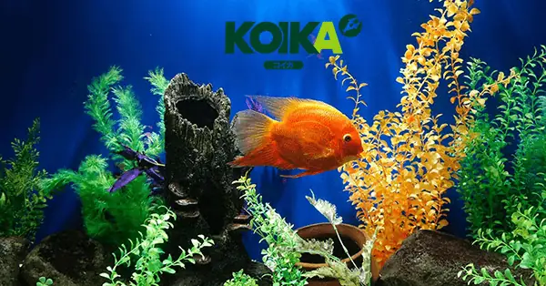 Bột Vi Sinh Cho Bể Cá Và Các Tác Dụng Thần Kỳ