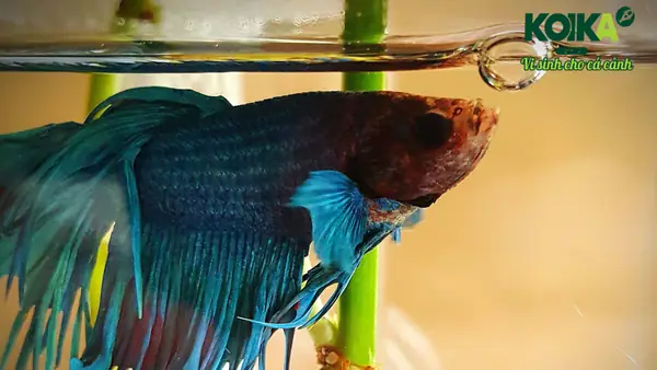 Men Tiêu Hóa Chuyên Dùng Cho Cá Và Tép Cảnh Koika - Bac