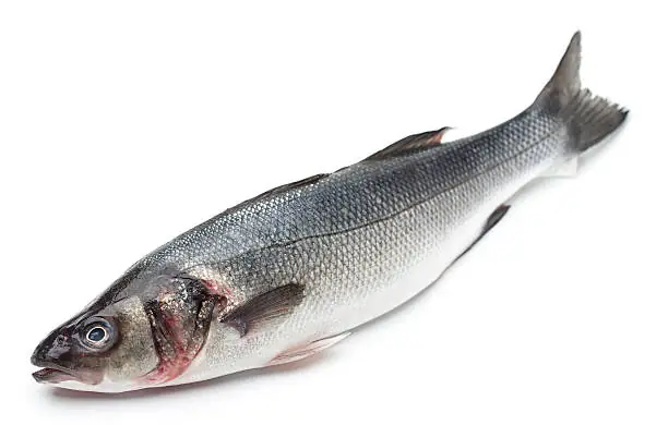 Branzino Là Cá Gì? Đặc Điểm, Môi Trường Sống Và Giá Trị Dinh Dưỡng