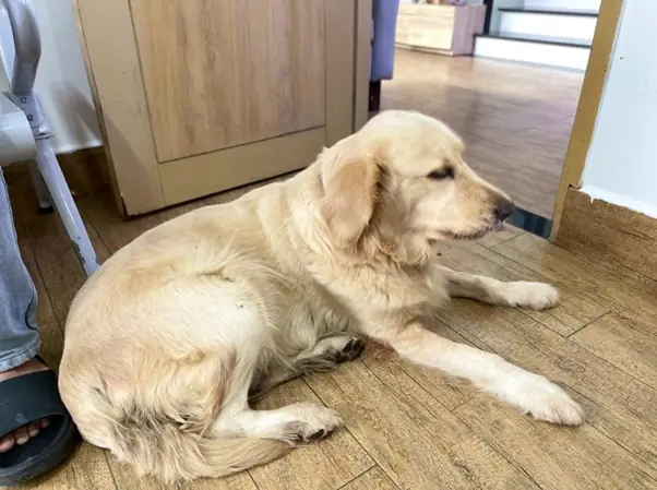 Các Biện Pháp Hỗ Trợ Tại Nhà (chỉ Mang Tính Tham Khảo Và Không Thay Thế Thăm Khám Thú Y)