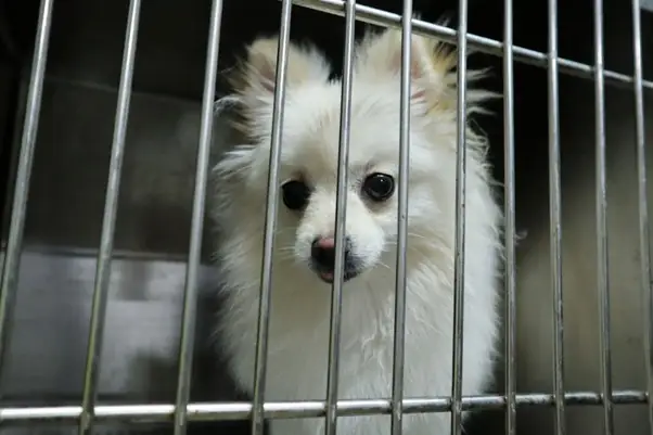 Tiếng Bụng Sôi Ùng Ục Hoặc Im Lặng Bất Thường