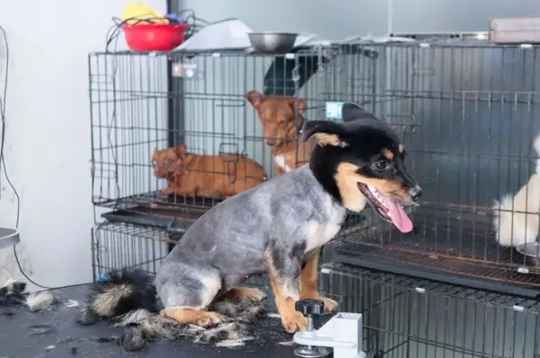 Căng Thẳng Và Các Vấn Đề Sức Khỏe Khác