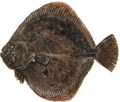 Cá 2 Mắt 1 Bên Là Cá Gì? Giải Mã Thế Giới Cá Dẹt