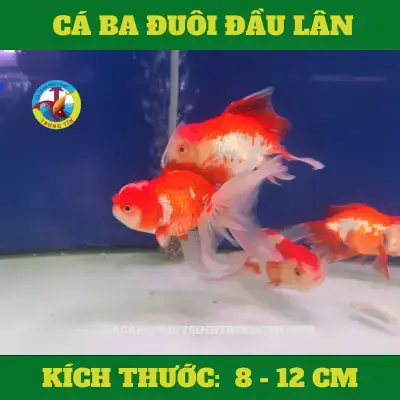 Cách Ly Cá Mới