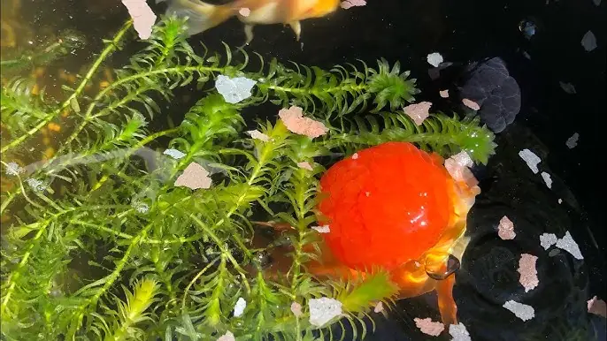 Hướng Dẫn Toàn Tập: Cách Nuôi Cá Vàng 3 Đuôi Sinh Sản Cho Người Mới Bắt Đầu