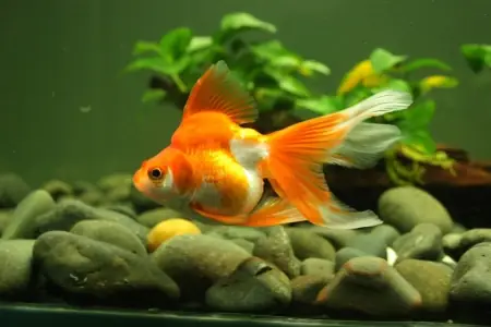 Hướng Dẫn Toàn Tập: Cách Nuôi Cá Vàng 3 Đuôi Sinh Sản Cho Người Mới Bắt Đầu