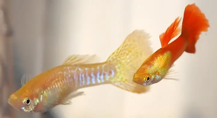 Cá 7 Màu Ăn Lăng Quăng: Hướng Dẫn Chi Tiết Cách Nuôi Và Lợi Ích Trong Diệt Muỗi