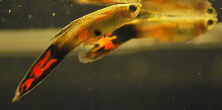 Cá 7 Màu Bị Cụp Đuôi Là Gì Và Tầm Quan Trọng Của Việc Nhận Biết Sớm