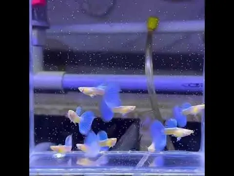 Cá 7 Màu Bị Mất Màu: Nguyên Nhân Và Cách Khắc Phục Hiệu Quả Cho Người Nuôi Cá Cảnh