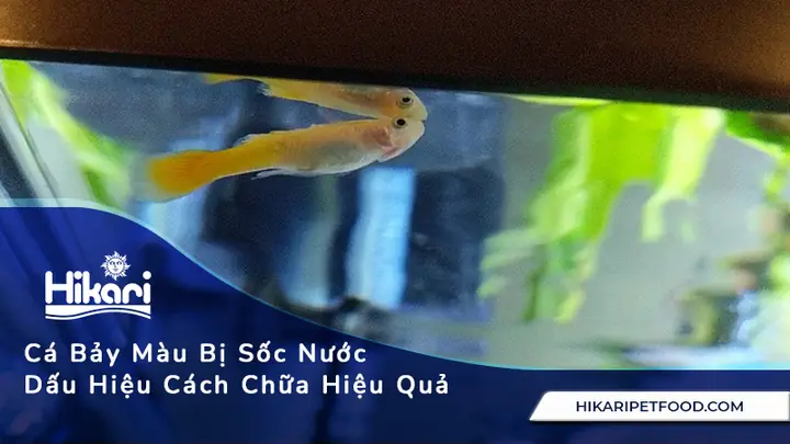 Cá Bảy Màu Bị Sốc Nước Dấu Hiệu Và Cách Chữa Hiệu Quả