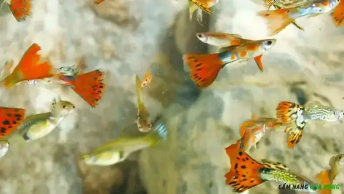 Quá Đông Đúc Và Căng Thẳng