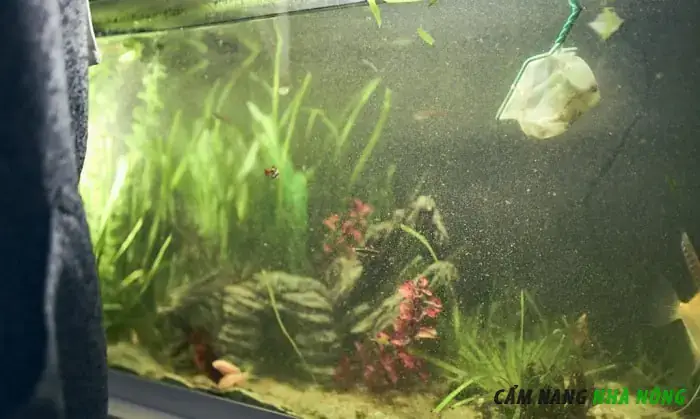 Chất Lượng Nước Kém