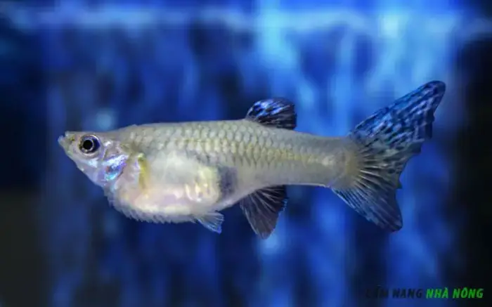 Nhiễm Trùng Do Vi Khuẩn