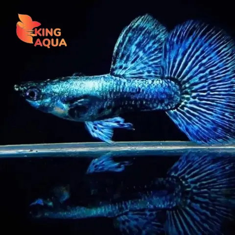 Cá 7 Màu Blue Moscow: Đặc Điểm, Chăm Sóc Và Sinh Sản Chi Tiết