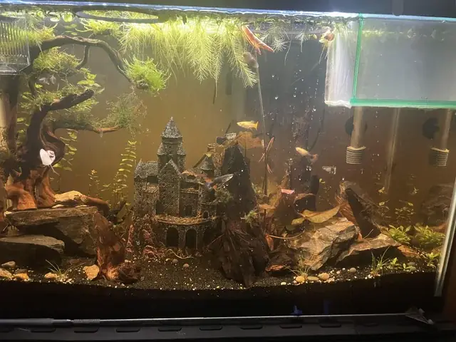 Cá 7 Màu Bỏ Ăn: Nguyên Nhân & Cách Xử Lý Hiệu Quả Cá 7 Màu Bỏ Ăn: Nguyên Nhân & Cách Xử Lý Hiệu Quả