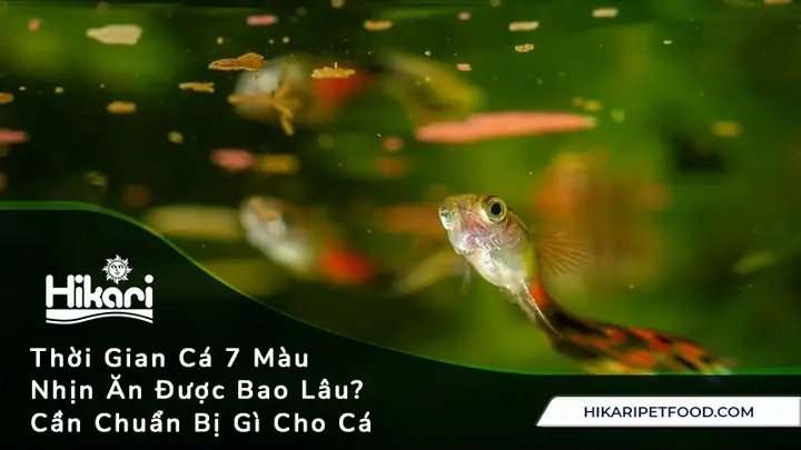 Cá 7 Màu Bỏ Ăn: Nguyên Nhân & Cách Xử Lý Hiệu Quả Cá 7 Màu Bỏ Ăn: Nguyên Nhân & Cách Xử Lý Hiệu Quả
