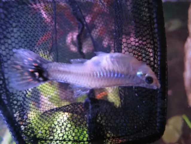 Cá 7 Màu Con Bị Chết