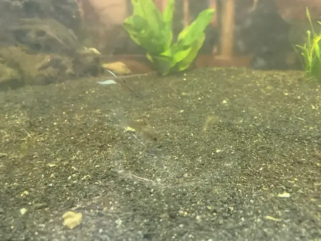 Cá 7 Màu Đánh Nhau: Nguyên Nhân & Cách Khắc Phục Hiệu Quả