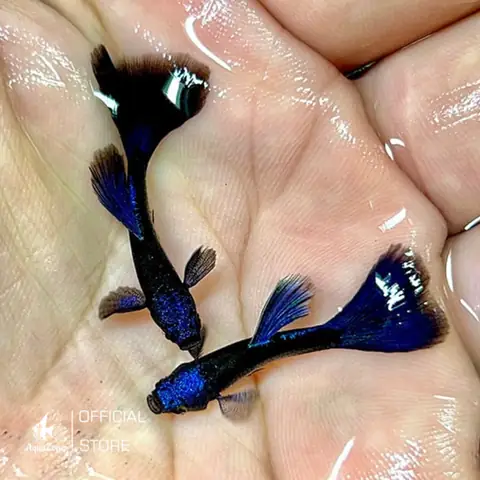 Hướng Dẫn Nuôi Cá 7 Màu Dark Blue Chi Tiết