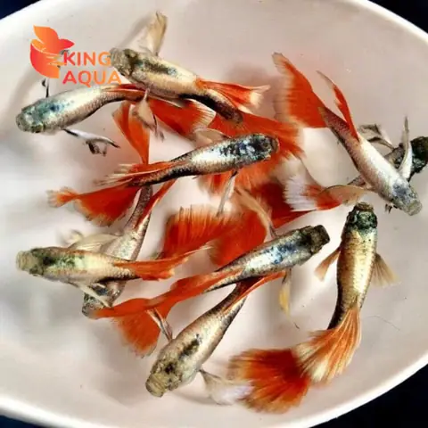 Cá 7 Màu Dumbo Santa: Bí Mật Vẻ Đẹp Và Cách Nuôi Chuẩn Chuyên Gia