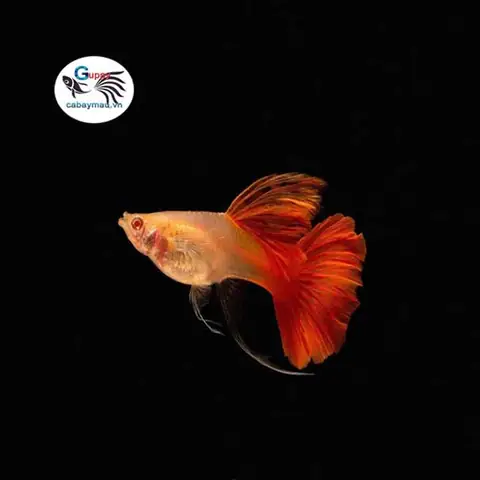 Có Bao Nhiêu Loại Cá Bảy Màu Full Red?