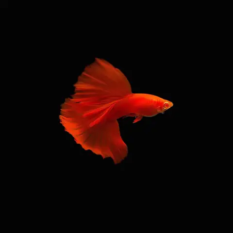 Cá Bảy Màu Full Red