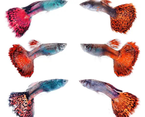 Các Loài Cá 7 Màu Hiếm: Đặc Điểm & Chăm Sóc