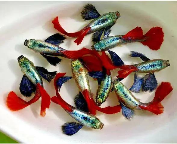 Cá 7 Màu Jumbo Là Gì? Toàn Bộ Về Cách Nuôi Và Chăm Sóc