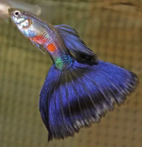 Tổng Hợp Các Mẫu 7 Màu Đẹp Hiện Nay