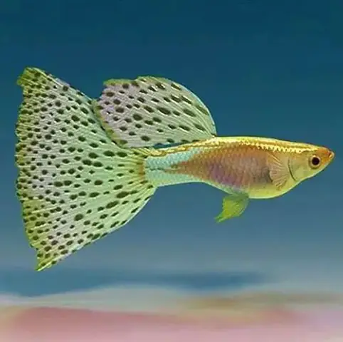 Tổng Hợp Các Mẫu 7 Màu Đẹp Hiện Nay