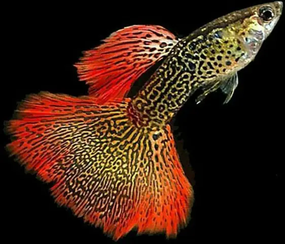 Tổng Hợp Các Mẫu 7 Màu Đẹp Hiện Nay