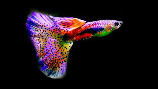 Tổng Hợp Các Mẫu 7 Màu Đẹp Hiện Nay