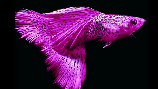 Tổng Hợp Các Mẫu 7 Màu Đẹp Hiện Nay