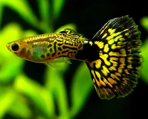 Tổng Hợp Các Mẫu 7 Màu Đẹp Hiện Nay