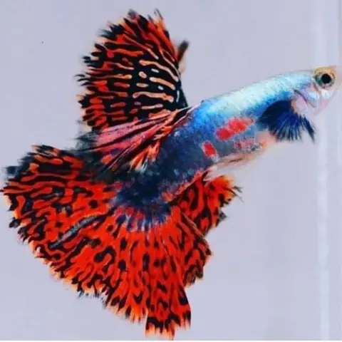 Tổng Hợp Các Mẫu 7 Màu Đẹp Hiện Nay